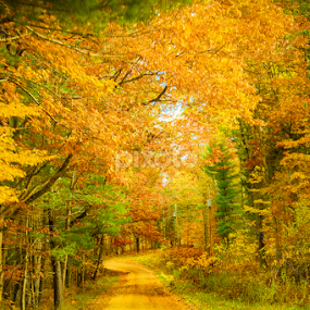 Into the woods by Christine Weaver-Cimala - Landscapes Forests