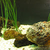 Estuarine Stonefish