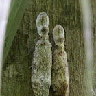 Peanut-head Bug