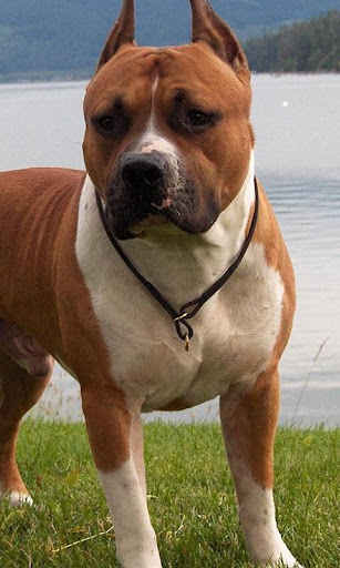 American Staffordshire Terrier