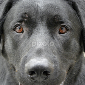 Those Eyes by Lori Louderback - Animals - Dogs Portraits