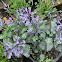 Plectranthus Mona Lavender