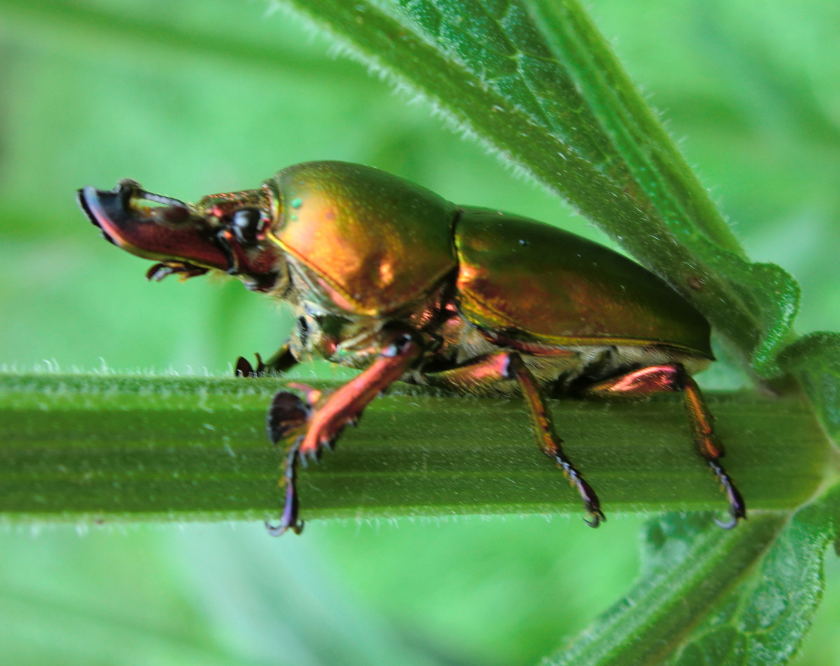 Golden Stag Beetle (♂)