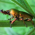 Golden Stag Beetle (♂)