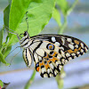 common lime butterfly, chequered swallowtail