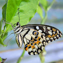 common lime butterfly, chequered swallowtail