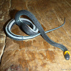 Ringneck Coffee Snake