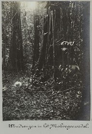 Woudreuzen in het Maboegoesoedal