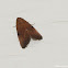 Pale banded dart moth