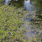Floating Primrose-willow