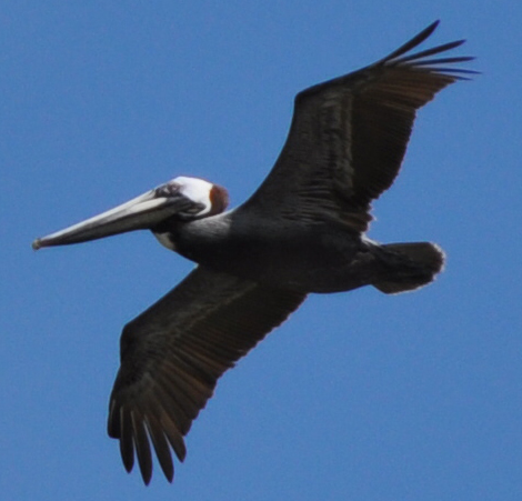 Brown Pelican