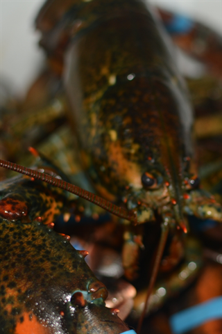 European Sea Food