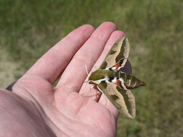 Spurge Hawk-moth | Project Noah