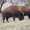 American bison or Plains bison