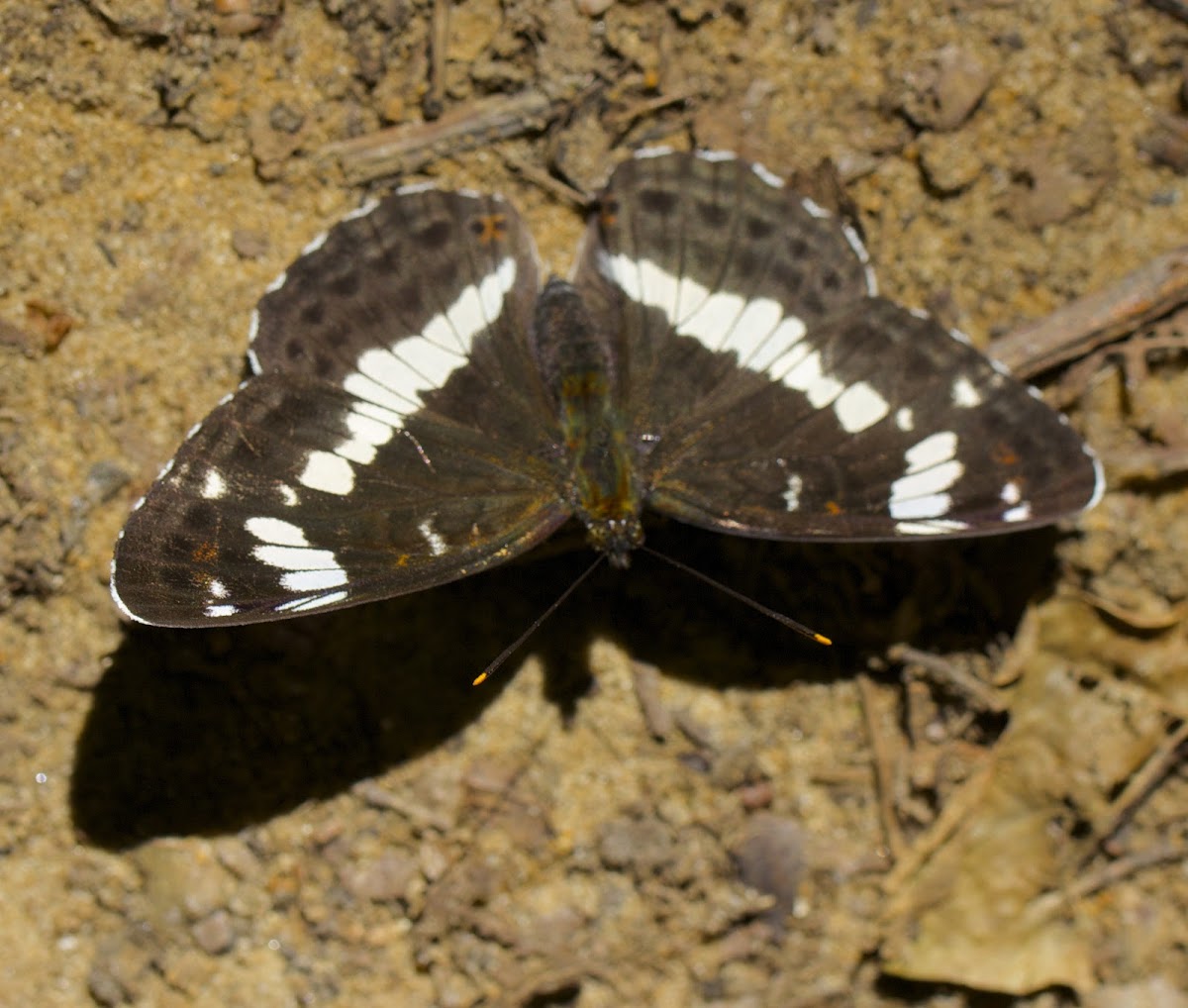 White Admiral