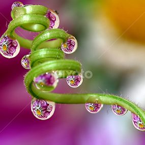 by Wahyudi Barasila - Nature Up Close Natural Waterdrops