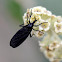 Bibionidae Fly