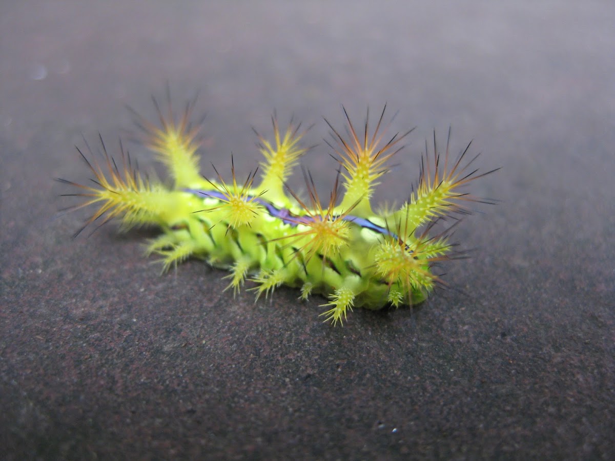 Caterpillars - Limacodidae