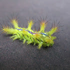 Caterpillars - Limacodidae