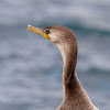 Biguá (Neotropic Cormorant)
