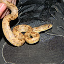 Everglades Rat Snake - Yellow Rat Snake (Juvenile)