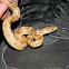Everglades Rat Snake - Yellow Rat Snake (Juvenile)