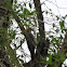 Golden-fronted Woodpecker