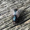 Blue Bottle fly
