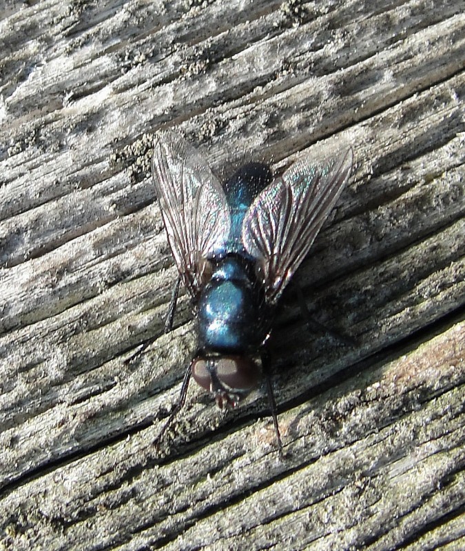 Blue Bottle fly