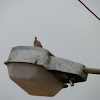 Oriental turtle dove