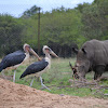 White Rhino with Marabou Storks