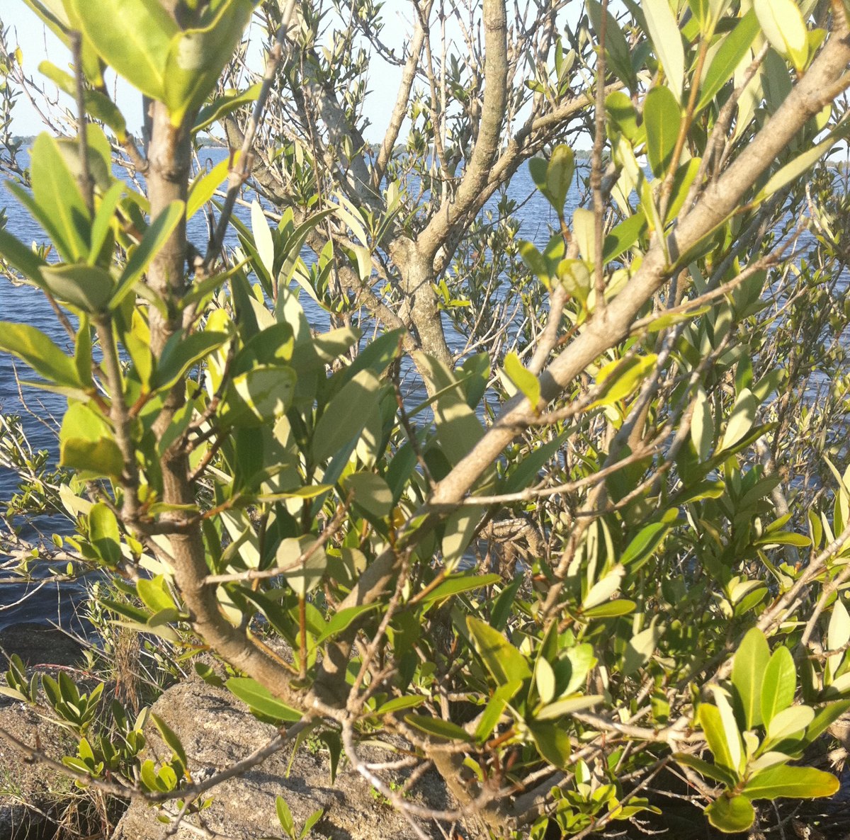 White Mangrove