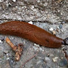 European Red Slug