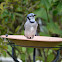 Blue Jay