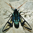 Polilla Avispa Azul(Blue Wasp Moth)