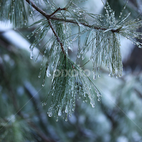 Frozen leaves by Vrinda Mahesh - Nature Up Close Trees & Bushes