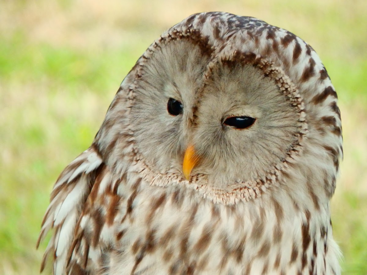 Ural owl