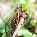 Brood II Cicadas