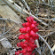 Snow plant, Snow flower