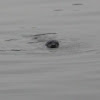 Harbor Seal