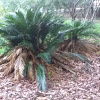 Cycas palm