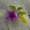 Purple beach flower