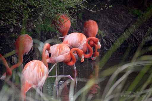 Flamingos at the Jacksonville, Florida Zoo.