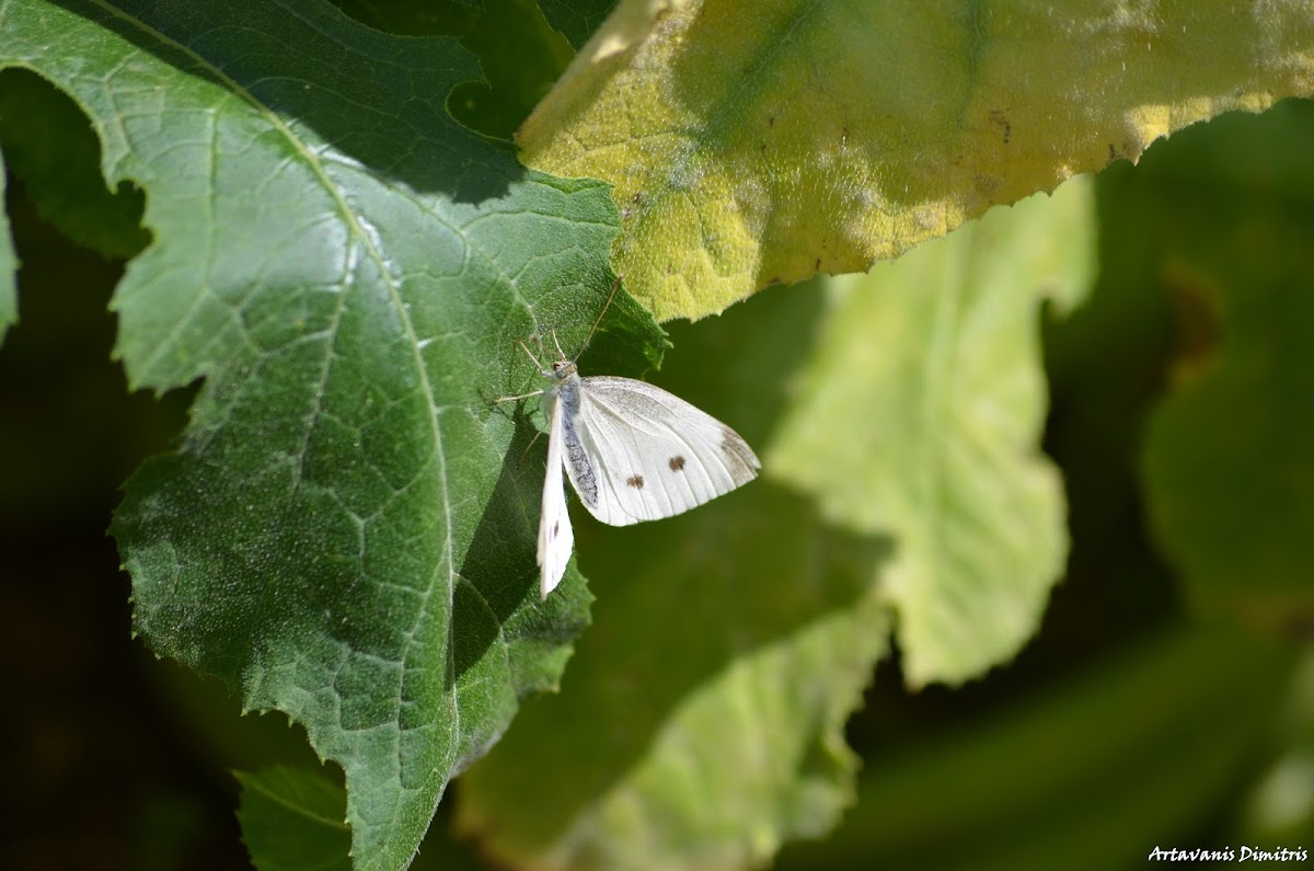 The Small White