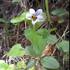 Pinto violet, twoeyed violet, western heart's ease