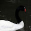 Cisne de Cuello Negro / Black-necked Swan