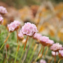 Armeria berlengensis