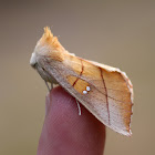 White-dotted Prominent-Hodges#7915