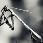 Texas Unicorn Mantis