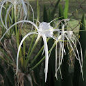 Bog Spider Lily